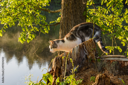 cat on a background of sunrise on the river