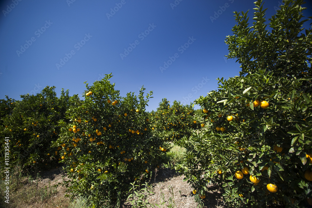 Orange plantations