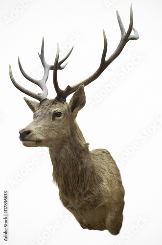 Stuffed deer head. © 24Novembers