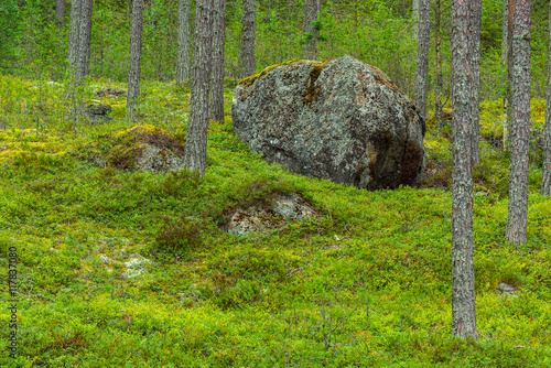 Big stone in forest 