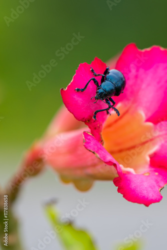 Blue mint beetle sit on the desert rose flower © phichak