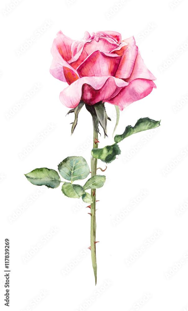 Poetic Red Rose Watercolor Sketch Floral Painting Floral Watercolor  Painting Watercolor Painting PNG Transparent Clipart Image and PSD File  for Free Download