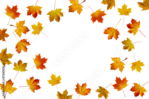 pattern with autumn color maple leaves isolated on white backgro