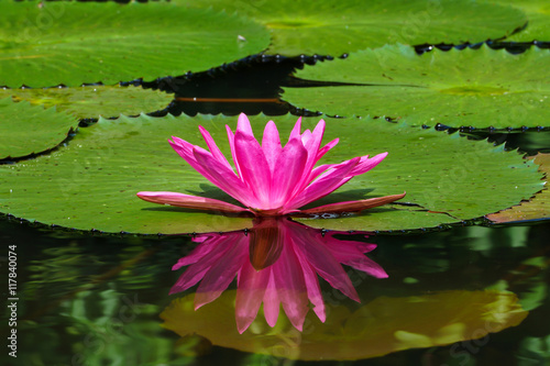 Fototapeta Naklejka Na Ścianę i Meble -  Pink Waterlily in garden pond.