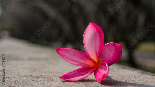 pink plumeria on the temple wall