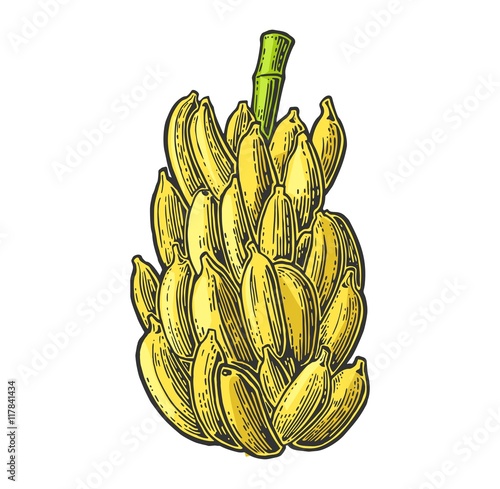 Bunches of fresh banana fruits.