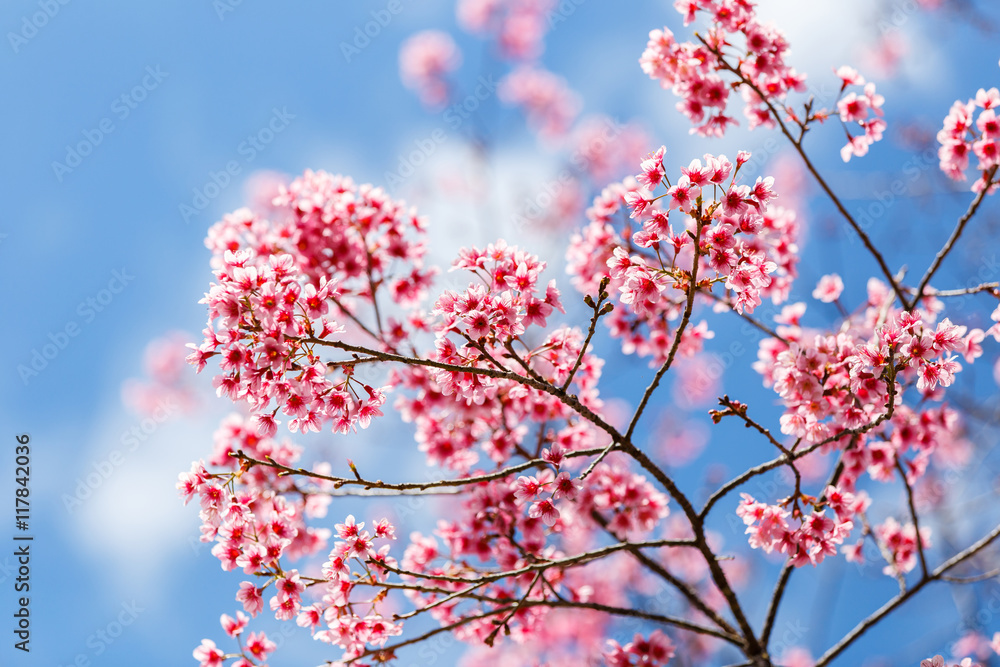 Japanese cherry blossom in spring