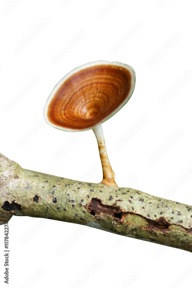 Obraz premium poisonous mushrooms.