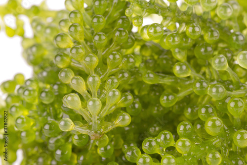 Green Caviar on white background