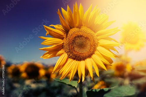 Beautiful yellow sunflowers in the summer sun light on a sunflower field with blue sky