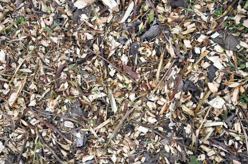 Wood Sawdust Background Texture Close-up