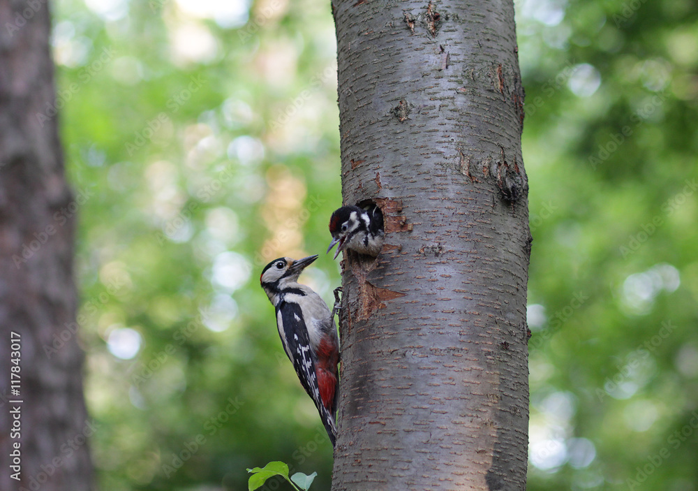 Woodpecker feeds the chick in the nest hollow. Birds Woodpecker feeds the chick in the nest hollow. Birds