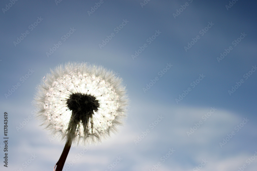 An out of bloom dandelion against the sun. An out of bloom dandelion against the sun.