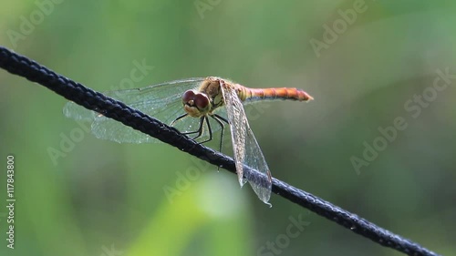 Wallpaper Mural Dragonfly on the rope Torontodigital.ca