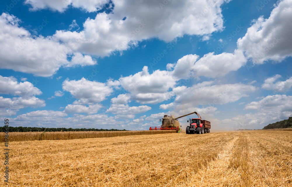 Overloading grain harvester into the grain tank of the tractor t Overloading grain harvester into the grain tank of the tractor t