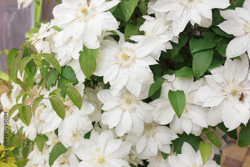 White Clematis flowers, close up photo