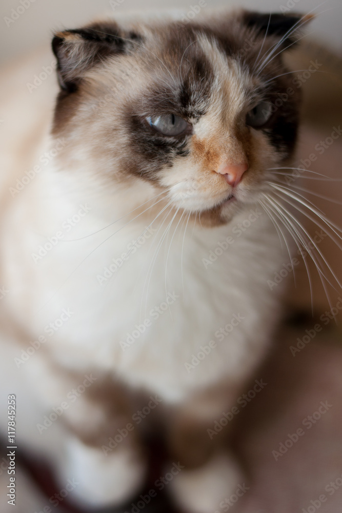 cat breed of lop-eared close up