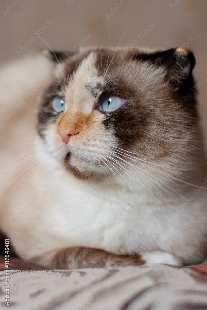 cat breed of lop-eared close up