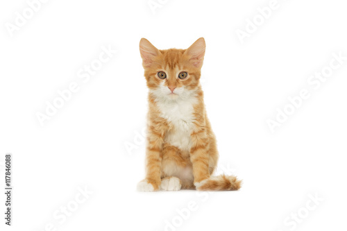 red cat looks at a white background