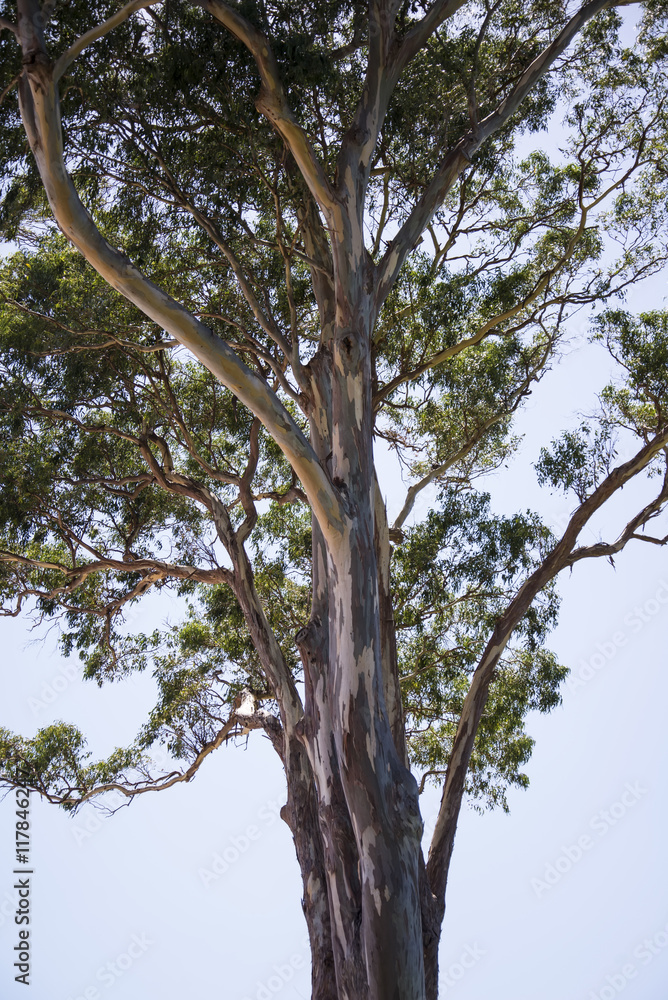 Fototapeta premium Gum tree