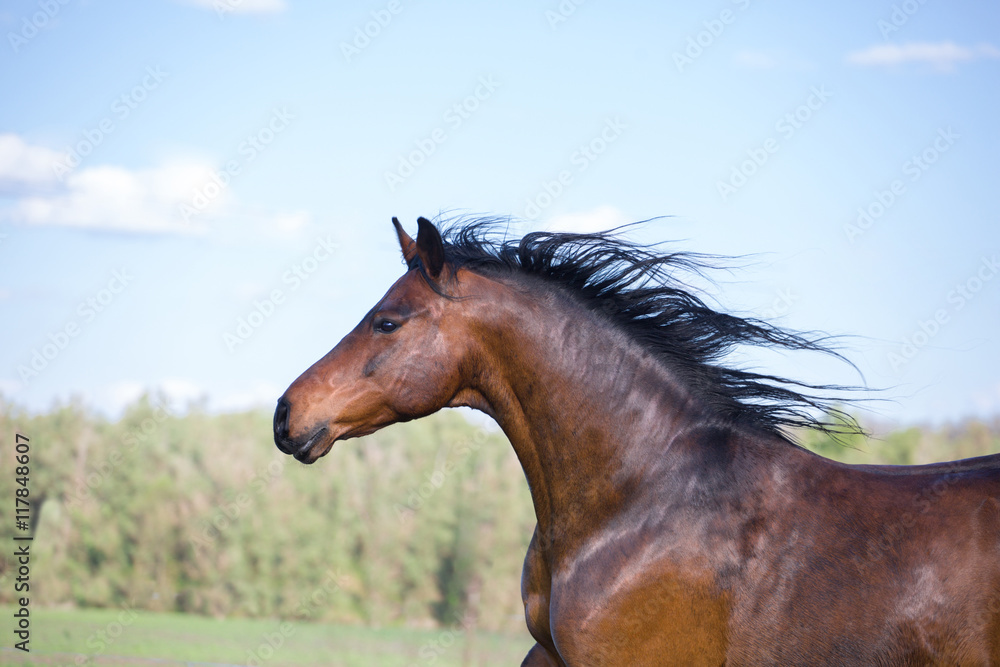 Obraz Portret jasnobrązowy koń na zielonym natury tle
