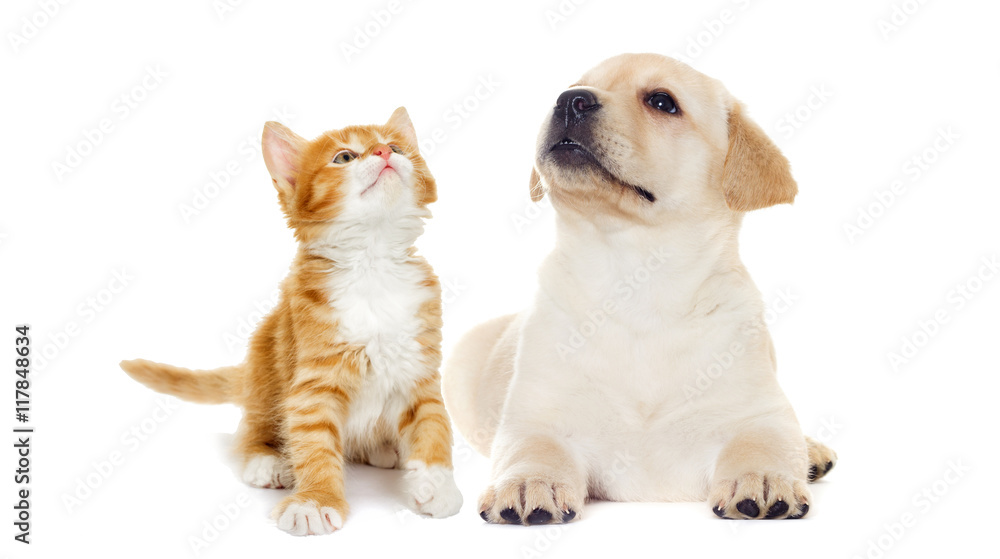 Obraz premium Kitten and puppy Labrador looking on white background