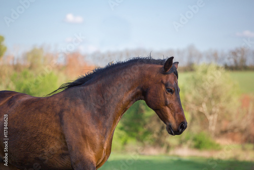 Portrait of the light brown horse on the green nature background
