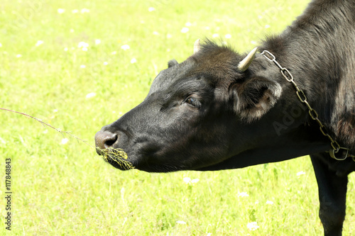 Black cow on farmland, outdoors on the meadow