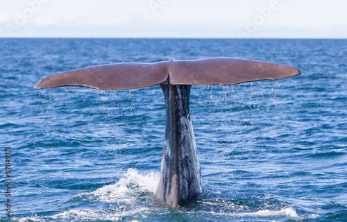Tail of a Sperm Whale diving