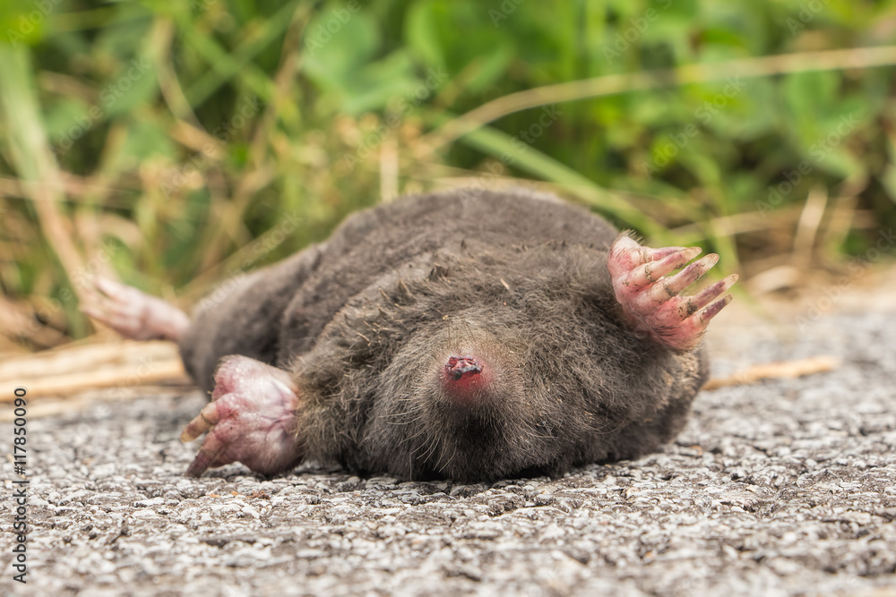 Dead animal, carcass, mole lying on it back on a country road. Dead animal, carcass, mole lying on it back on a country road.