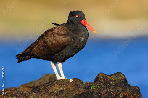 Black bird with red bill. Blakish oystercatcher, Haematopus ater, with oyster in the bill, black water bird with red bill. Bird feeding sea food, in sea, Falkland Islands. Bird sitting on the stone © ondrejprosicky