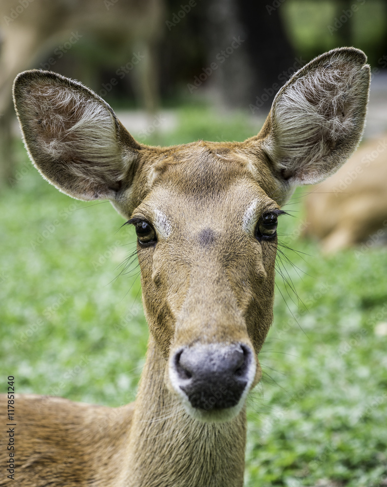 close up beautiful Eld's deer in zoo,thailand