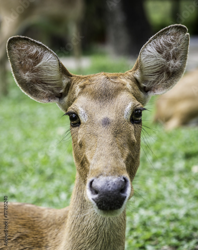 close up beautiful Eld's deer in zoo,thailand photo