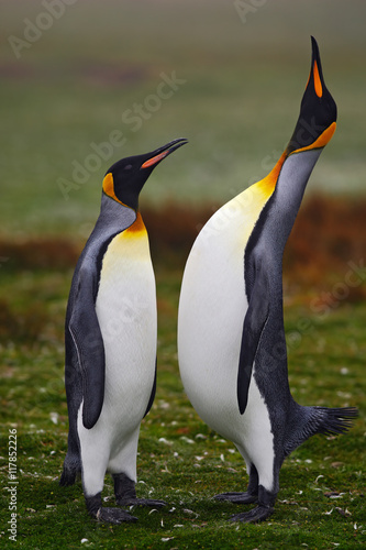 Pair of penguins. Small and big bird. Male and female of penguin. King penguin couple cuddling in wild nature with green background. Beautiful pair of bird. Sea bird in the green grass. Argentina