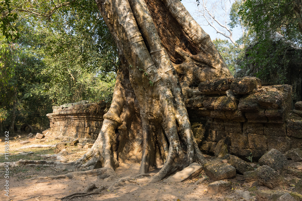 Obraz premium Ta Prohm temple