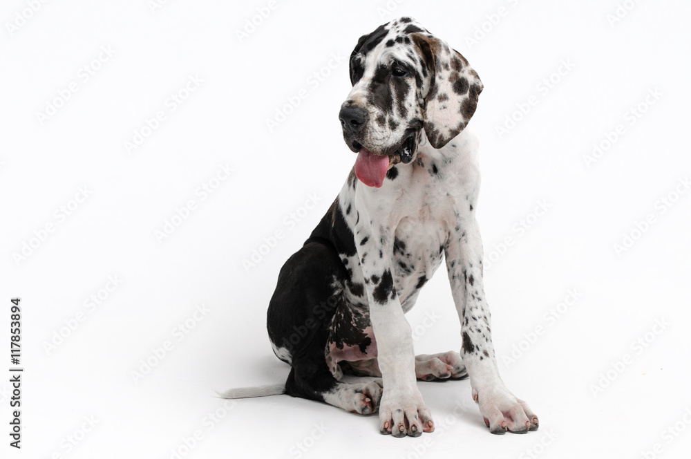 Portrait of a beautiful dog on a white background