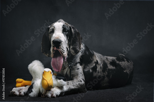 Portrait of a beautiful dog with a toy on a black background