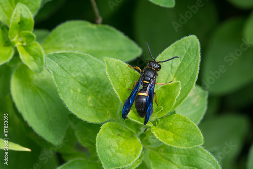 Potter Wasp on a plant in Wisconsin. photo