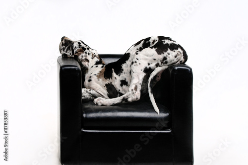 Portrait of a beautiful dog in the chair on a white background