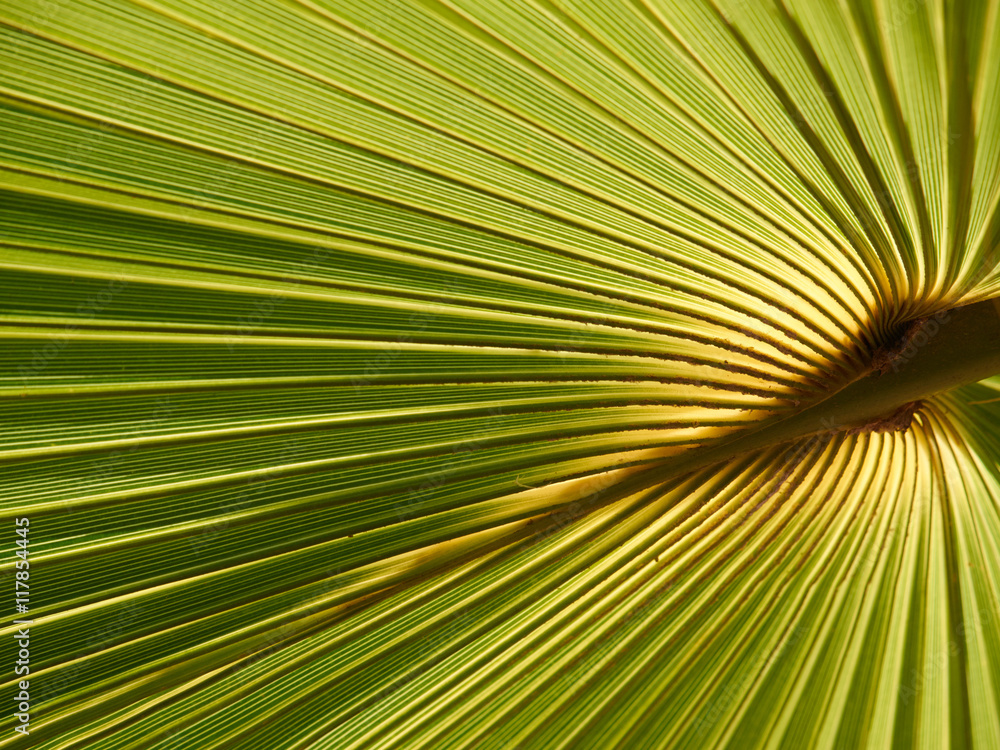 Obraz premium Palm leave