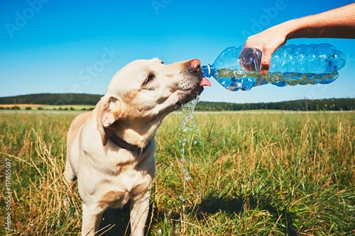 Fototapet Thirsty dog in hot day