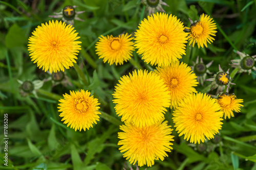 Blooming yellow dandelions in the green grass