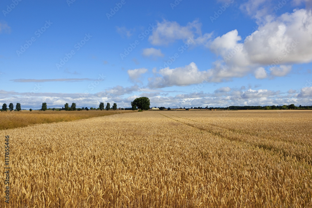 golden wheat and canola crops