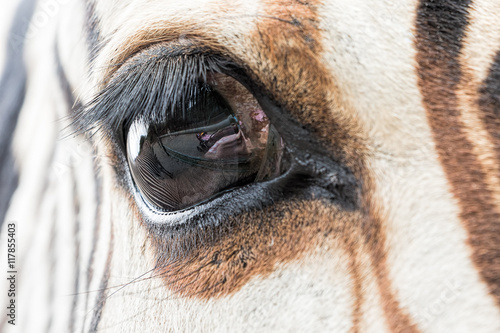 Close-up of zebra eye with a reflection of another zebra and vis