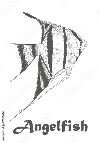 Vector Angel fish, Pterophyllum species originate from the Amazon River