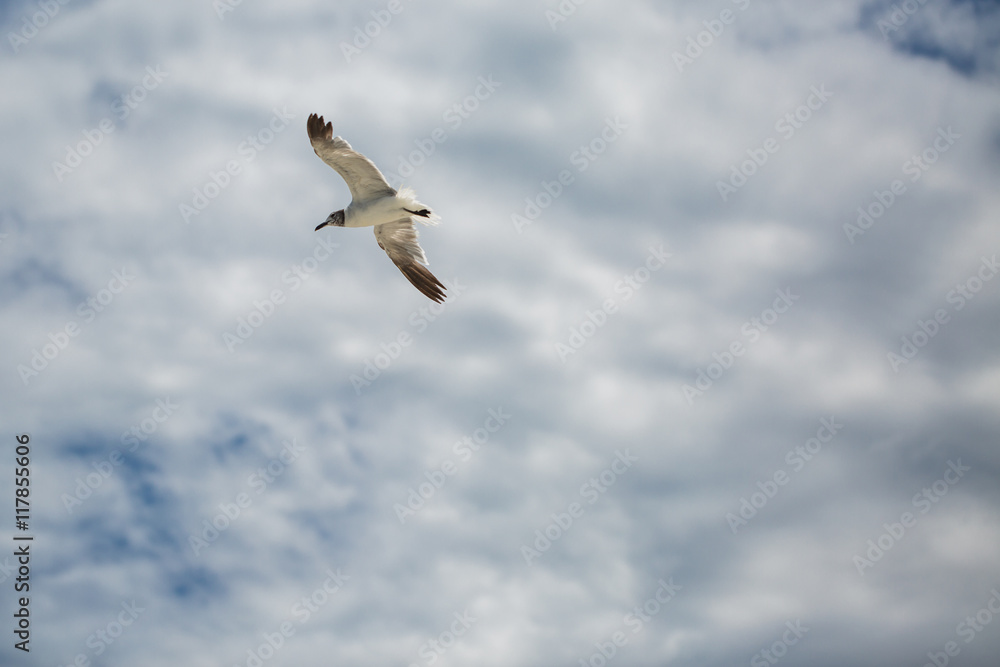 Seagull flying with open wings in cloudy sky. Seagull flying with open wings in cloudy sky.