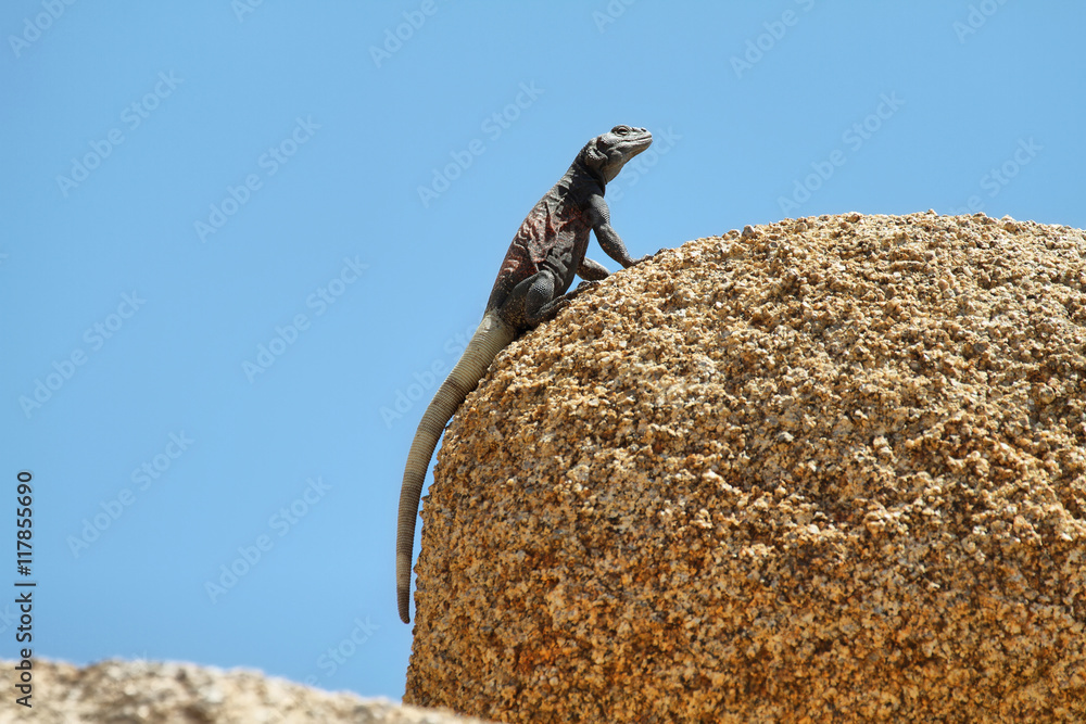 Fototapeta premium Chuckwalla lizard in a rock in Joshua Tree National Park