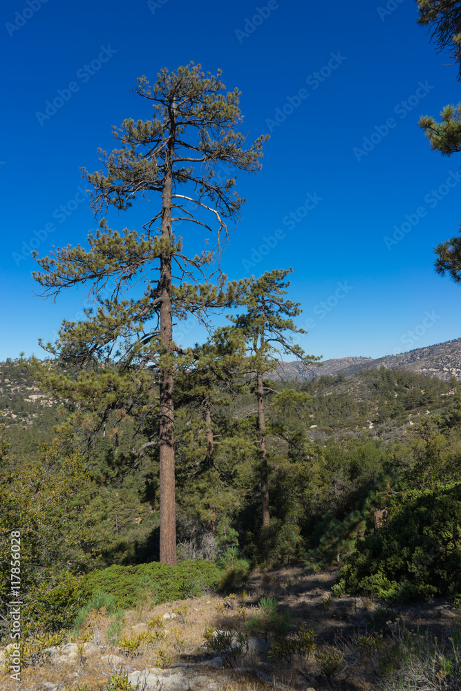 Obraz premium Single Pine Tree in Forest