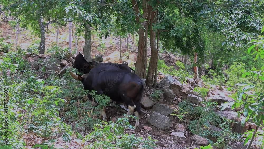 gaur or indian bison in the tropical forest gaur or indian bison in the tropical forest