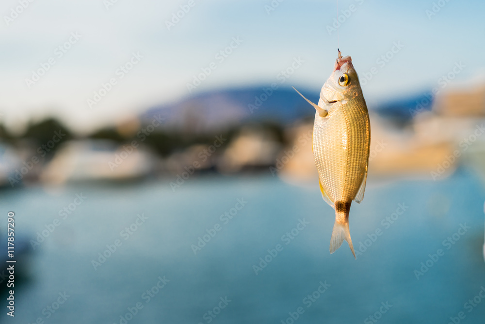 Catch the fish caught on bait fish, the Mediterranean Sea. fishing in  Greece . Fish caught on a hook. The saddled seabream (Oblada melanura)  Stock Photo